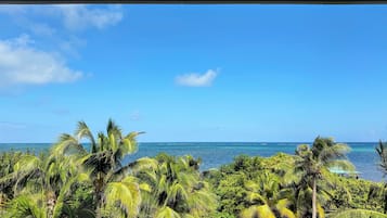 A view of a tropical beach with palm trees and the ocean.