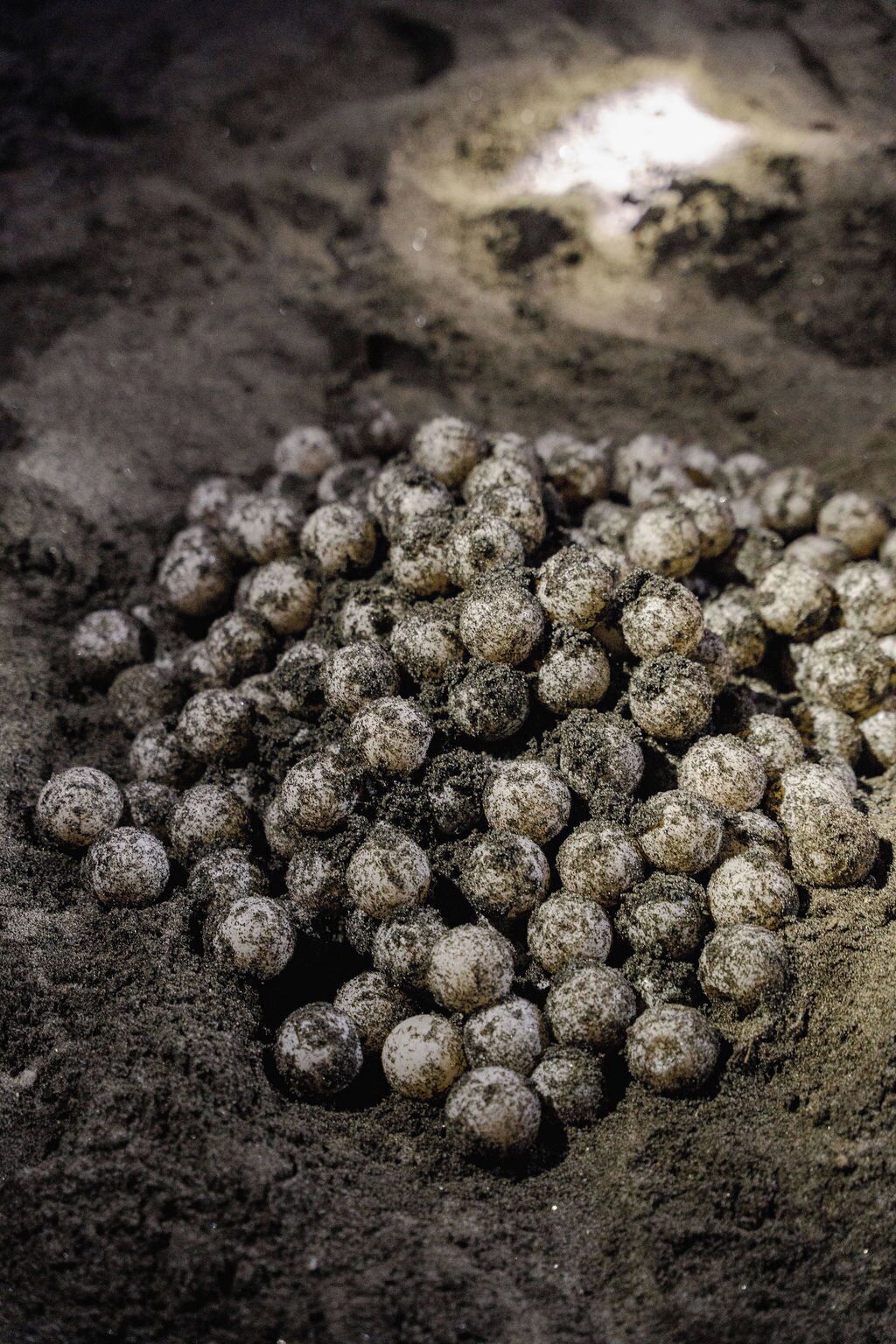 A close-up of numerous small, round objects covered in a granular substance, possibly soil or sand, with a light source in the background.