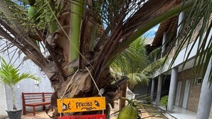 Un palmier avec des noix de coco et une pancarte avec du texte en portugais.