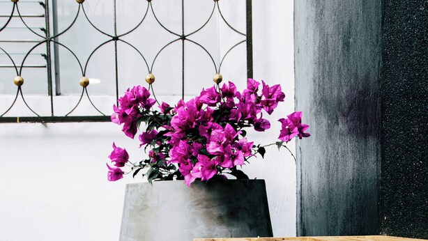 Un bac à fleurs en béton orné de fleurs roses éclatantes, un banc en bois et, au fond, une porte en métal.