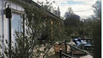 A residential area with a staircase leading to a deck, surrounded by olive trees and a clear sky.
