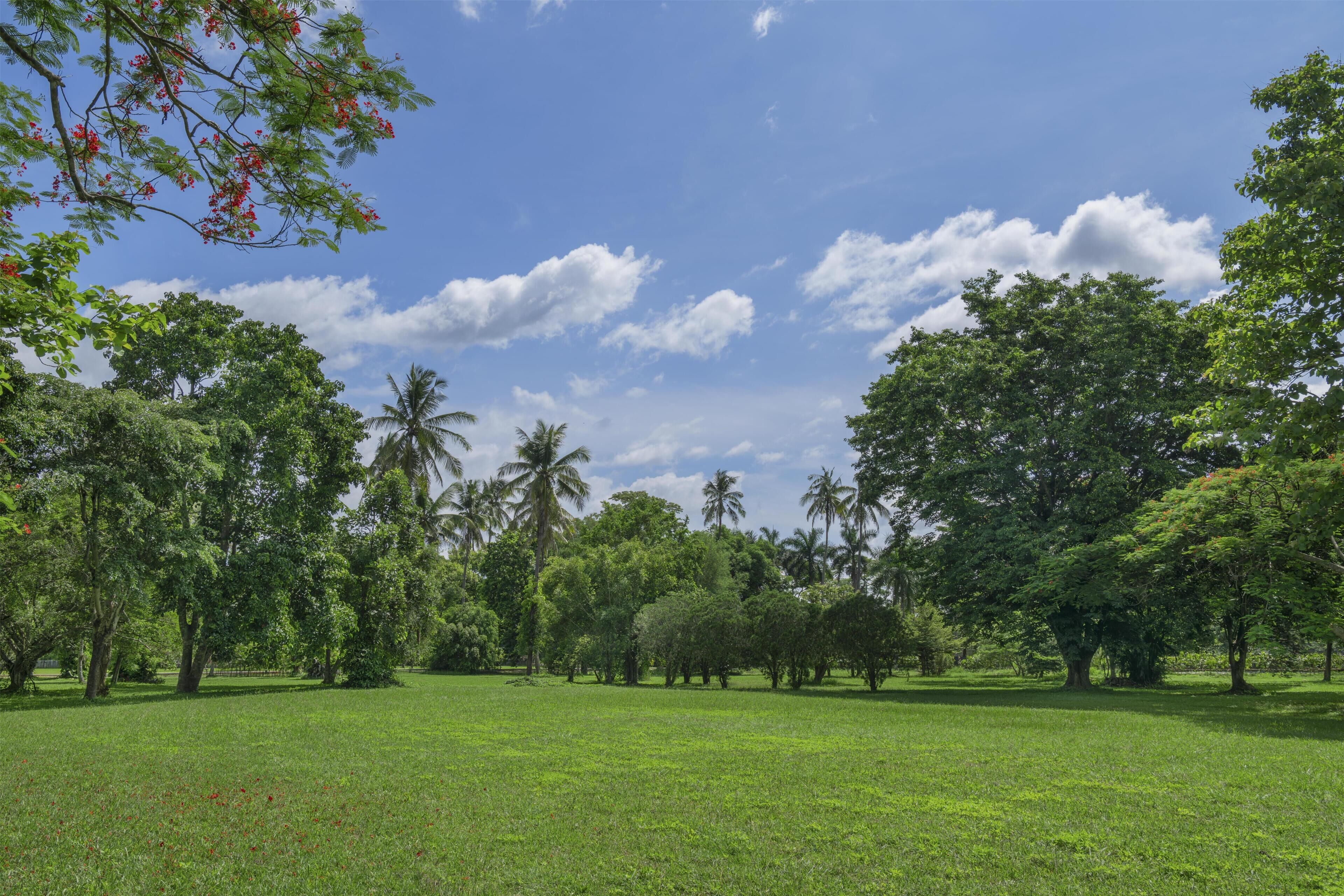 A lush green park with trees and a clear sky.