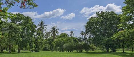 A lush green park with trees and a clear sky.