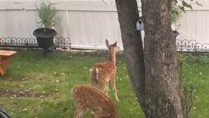 A grassy area with two deer grazing near a tree. - Steps from University –  3BR, Sleeps 6, FirePit Backyard Concerts & GameDay (Missoula)