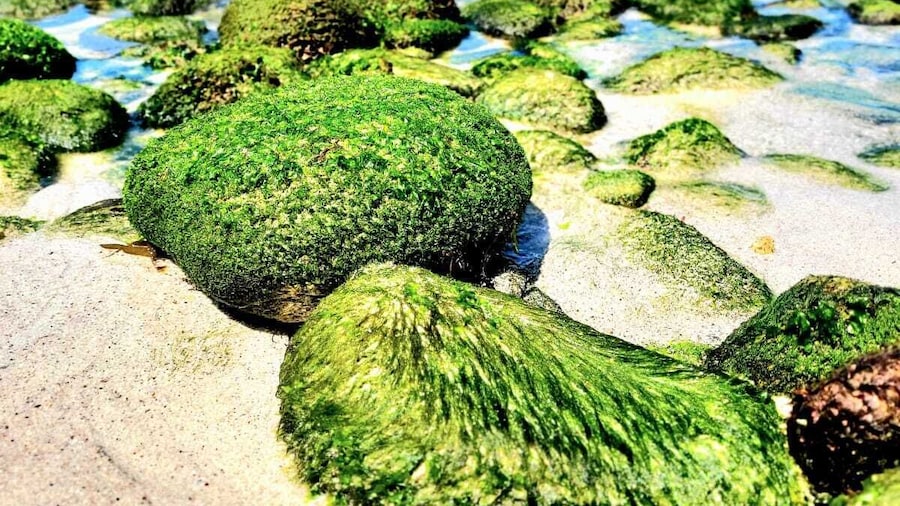 My Rooms City Hotel Monte Blanco