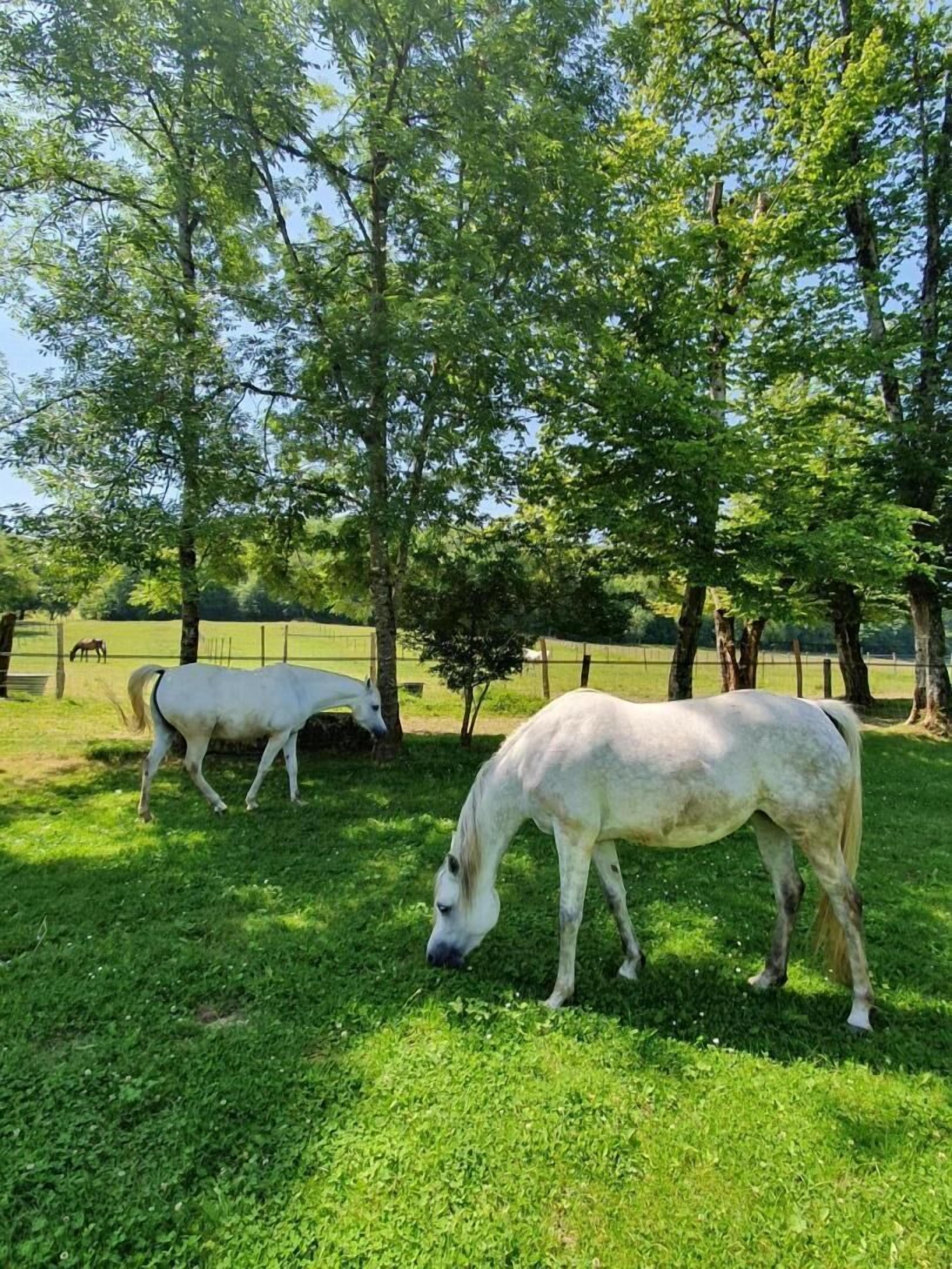 A grassy field with trees and a fence.