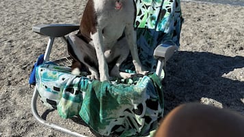 Sun loungers, beach towels