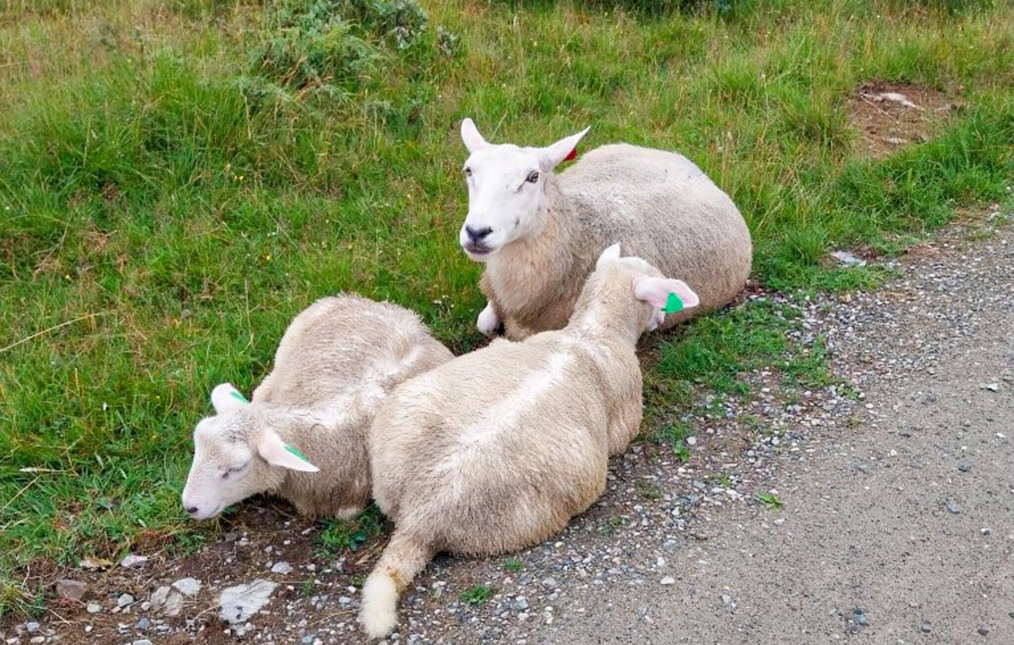 Three sheep lying on a gravel path with grass on either side.