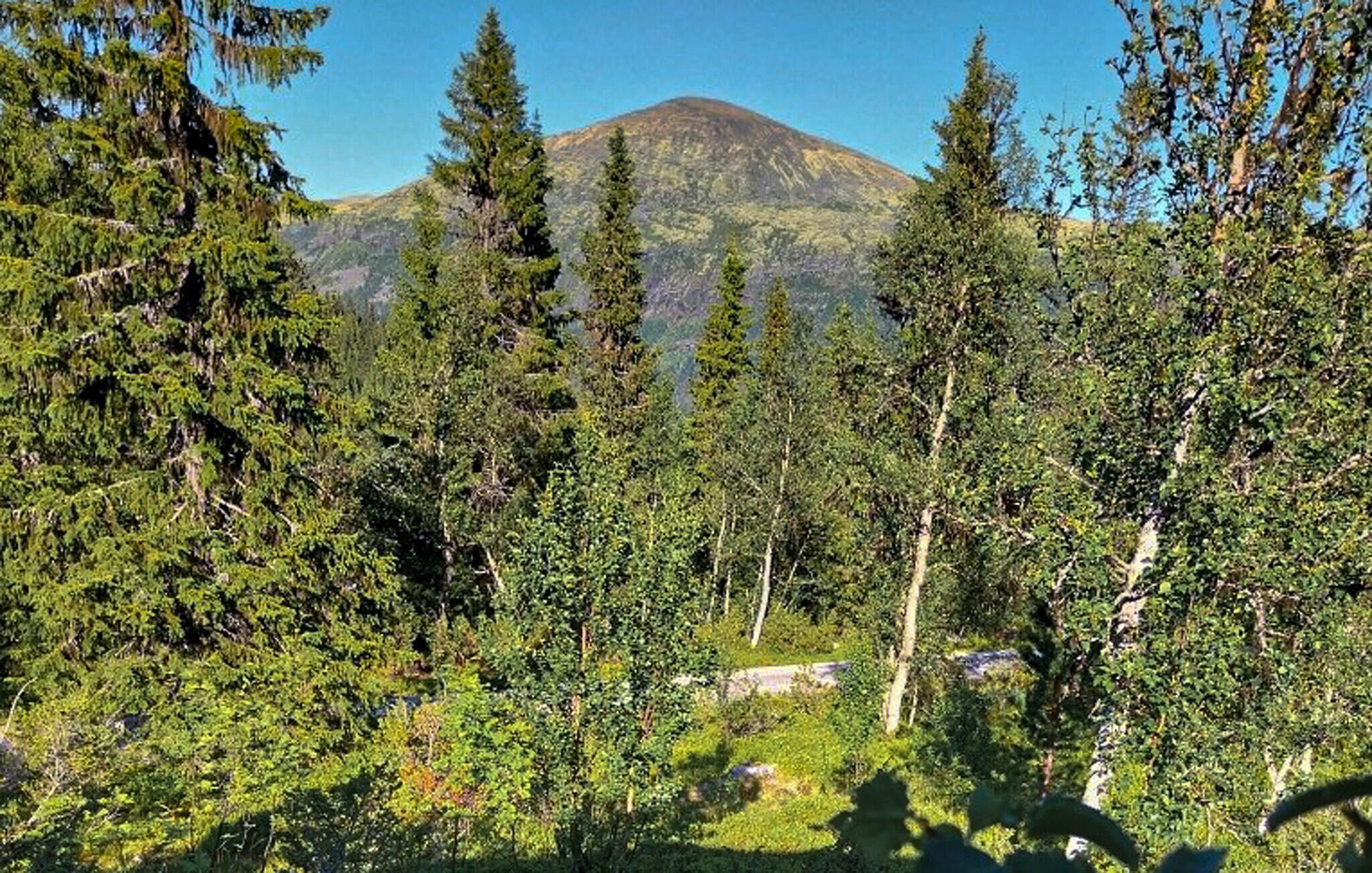 A forested area with a mountain in the background.