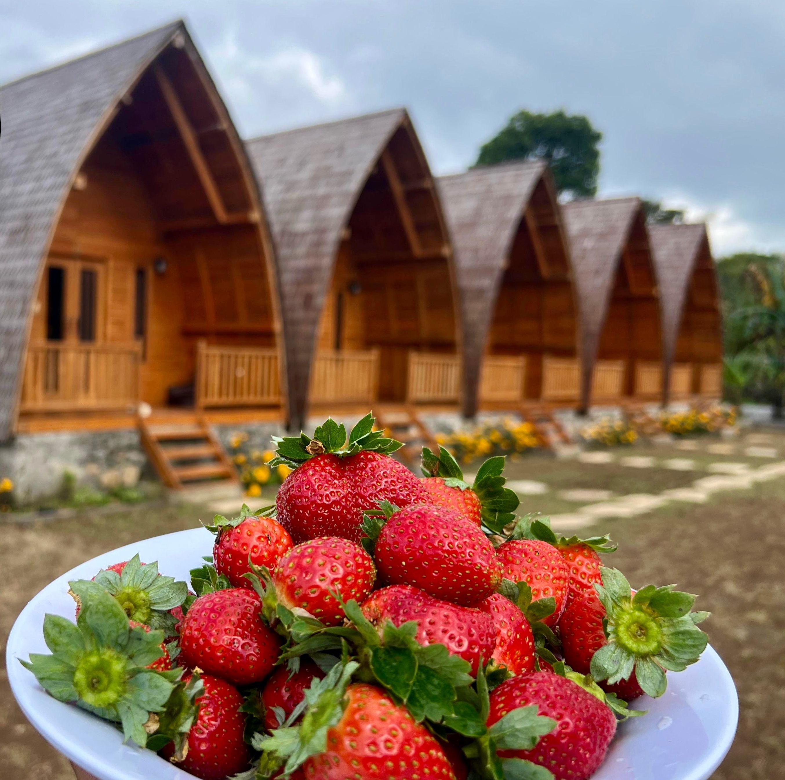 Un hotel de estilo cabaña de madera con varias habitaciones, un jardín con flores y un plato de fresas en primer plano.