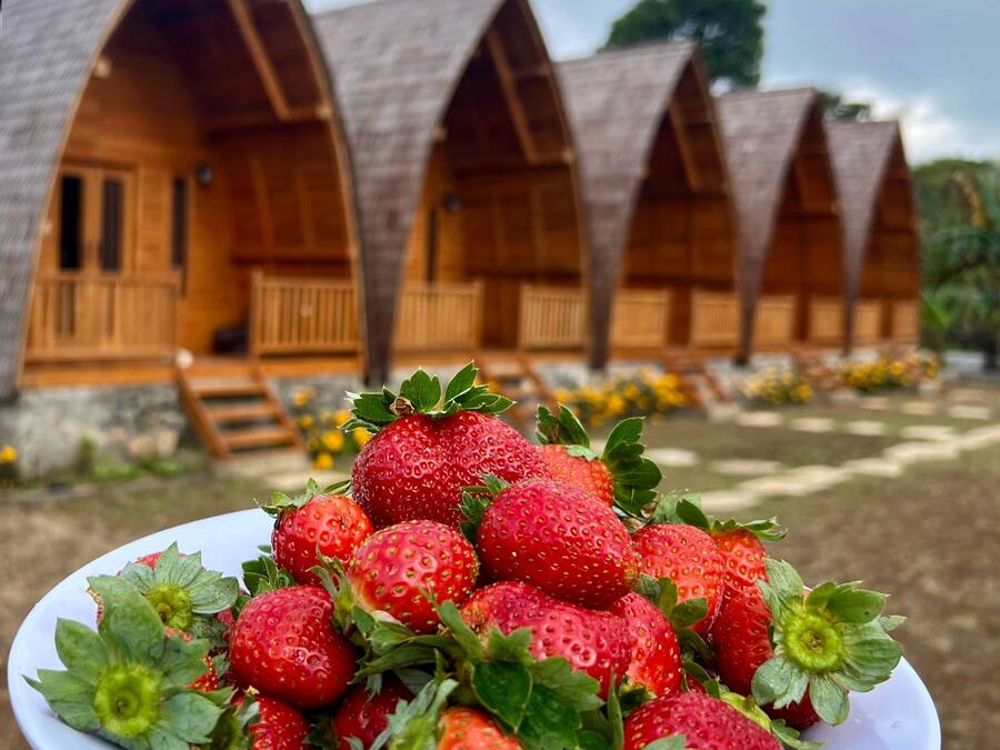 A wooden cabin-style hotel with multiple rooms, a garden with flowers, and a plate of strawberries in the foreground.