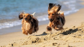 Two dogs running on a sandy beach with the ocean in the background.
