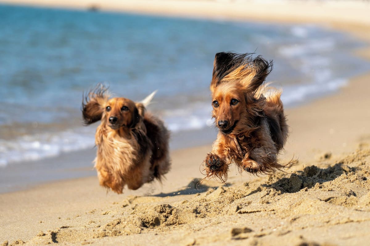 Two dogs running on a sandy beach with the ocean in the background.