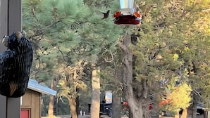 A bird feeder hanging from a porch railing, surrounded by pine trees. - Hunter's Shack - Bear Cabin (Mayhill)