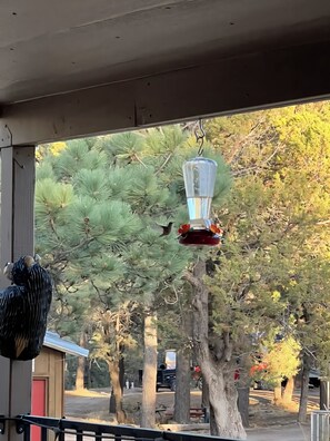 View from property - Hunter's Shack - Bear Cabin (Mayhill)