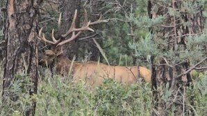 A deer in a forested area with dense trees and underbrush. - Hunter's Shack - Bear Cabin (Mayhill)