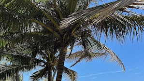 A beach with palm trees and ocean waves. - Roga Villa- Wellness, Tropical, Pool, Sauna, Ice Bath, 5 min to Encuentro beach (Encuentro Ocean Caberete)