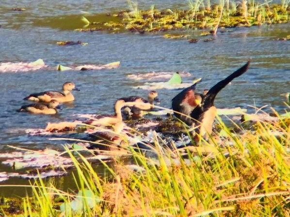 A group of ducks in a body of water with grass and vegetation around. - Ban Phu Kieng Nam Resort (Sirindhorn)