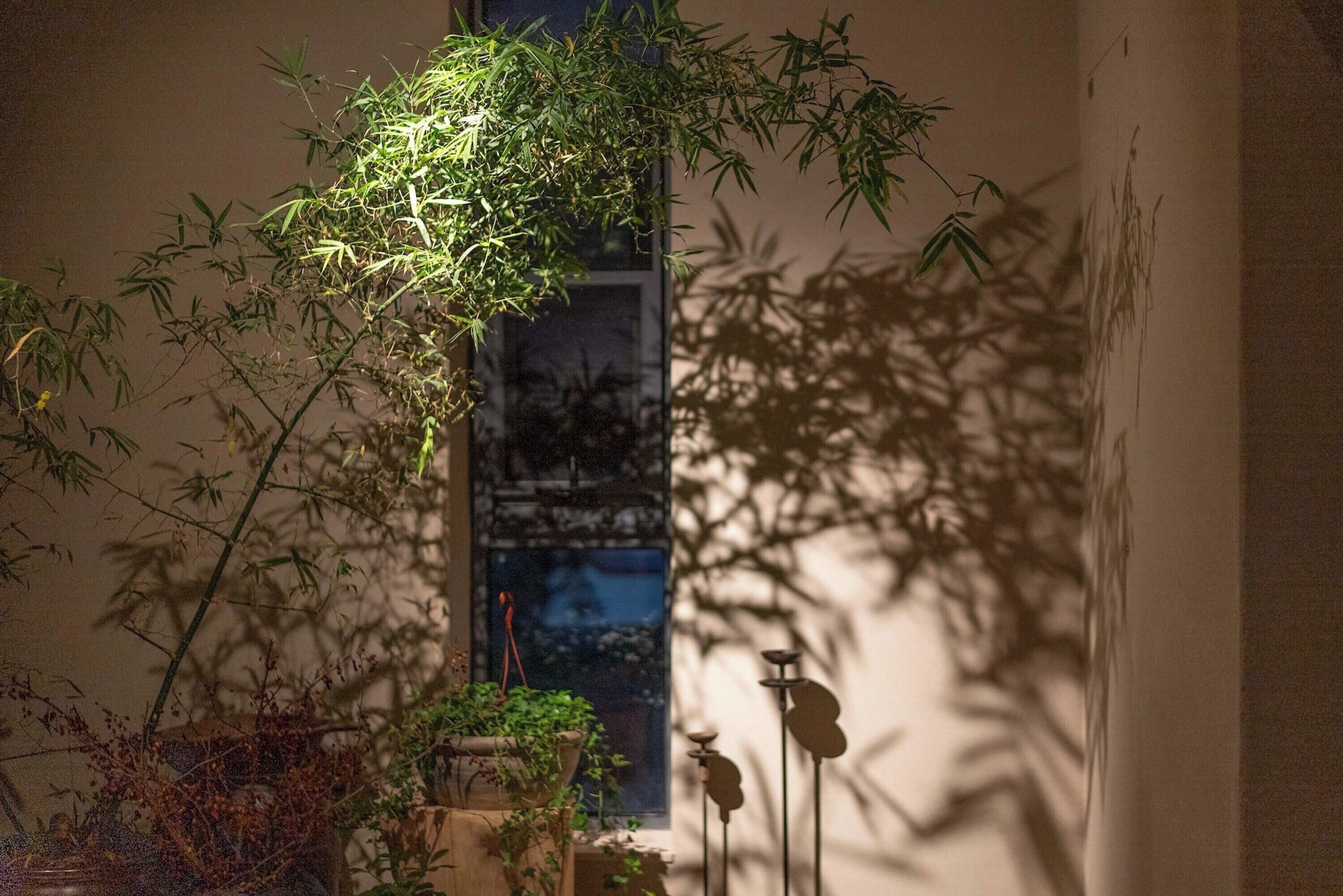 A narrow indoor corridor with bamboo plants and a window.