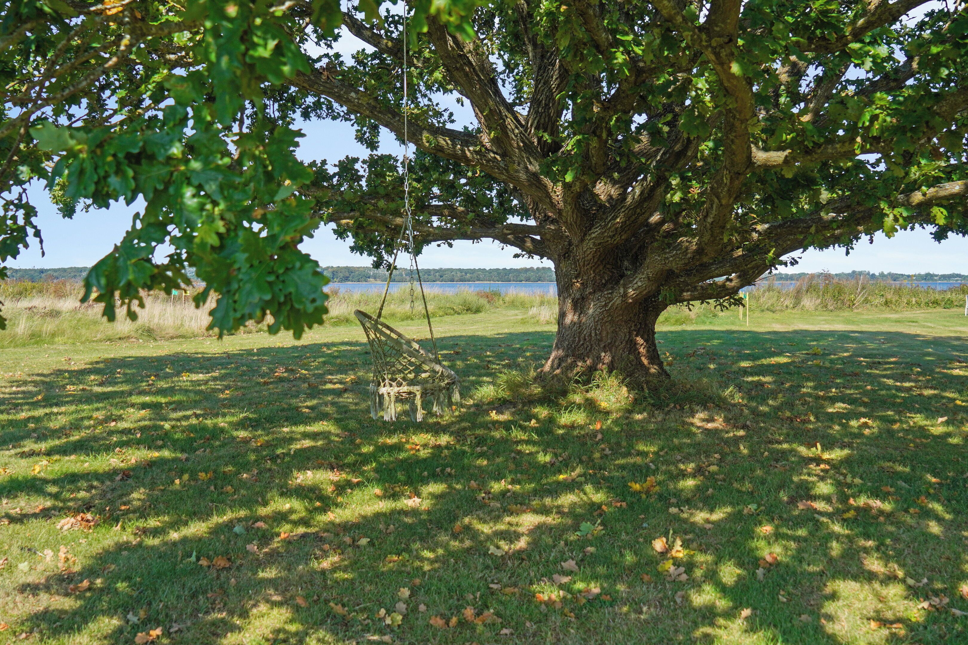 A large tree with a swing hanging from its branches in a grassy field.