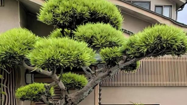 Ein gepflegter Garten mit Bonsai-Baum, einer Steinmauer und einem Briefkasten mit der Aufschrift '50-16'.