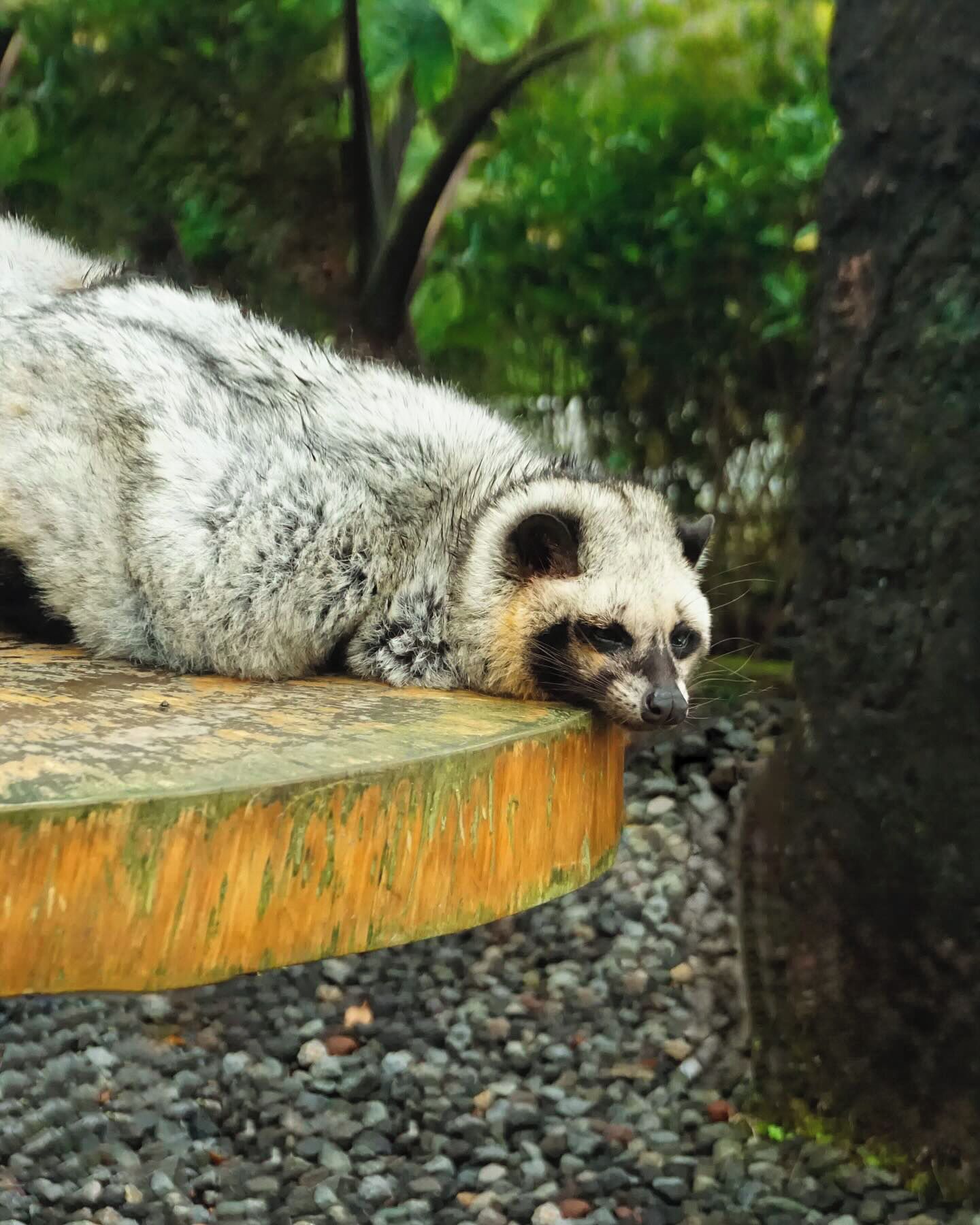 A raccoon resting on a circular wooden platform surrounded by pebbles and greenery.