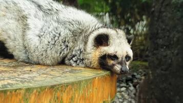 A raccoon resting on a circular wooden platform surrounded by pebbles and greenery.