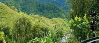 Pine Resort