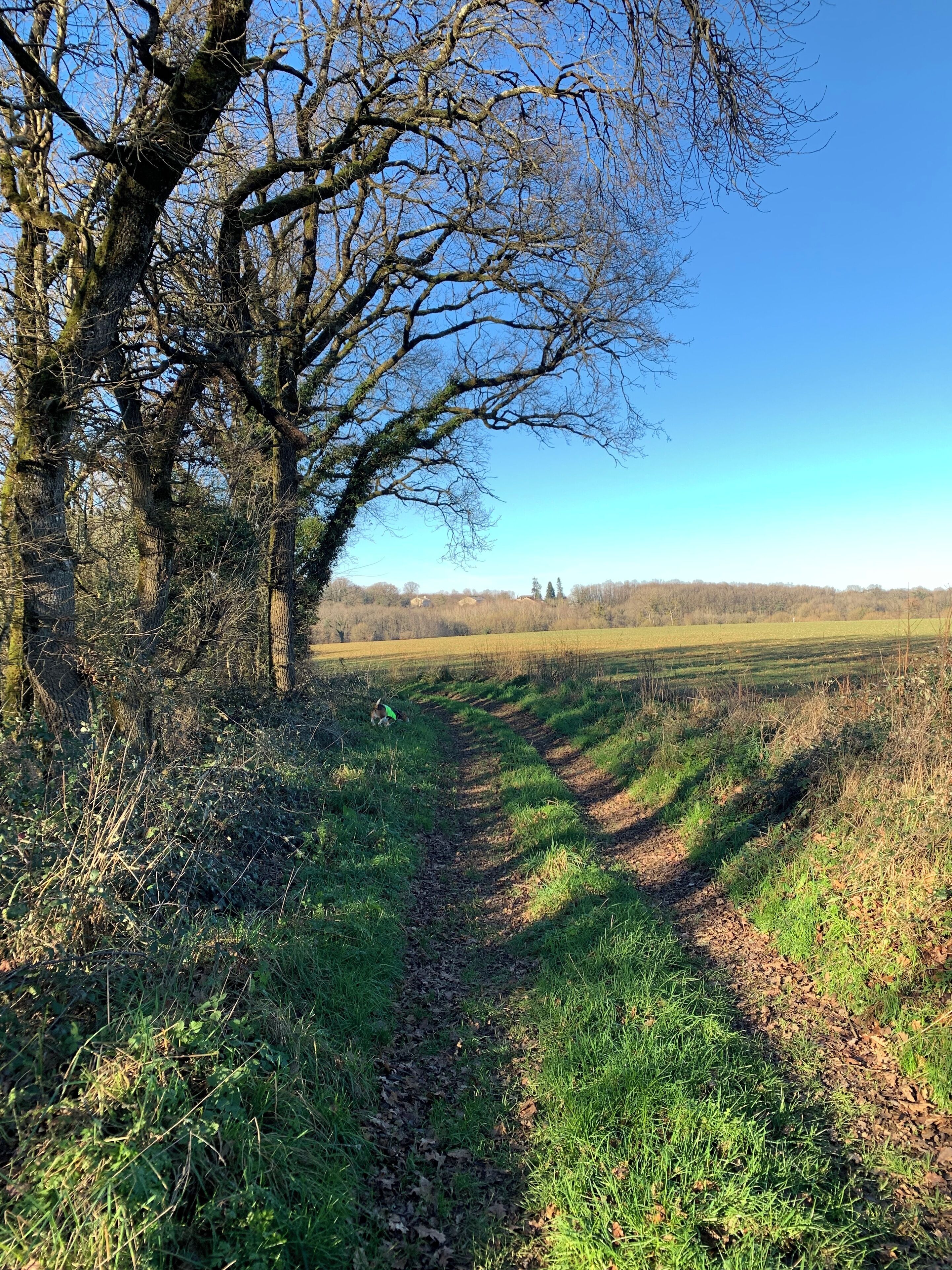 Een landweg met een boomrijke route die naar een veld leidt.