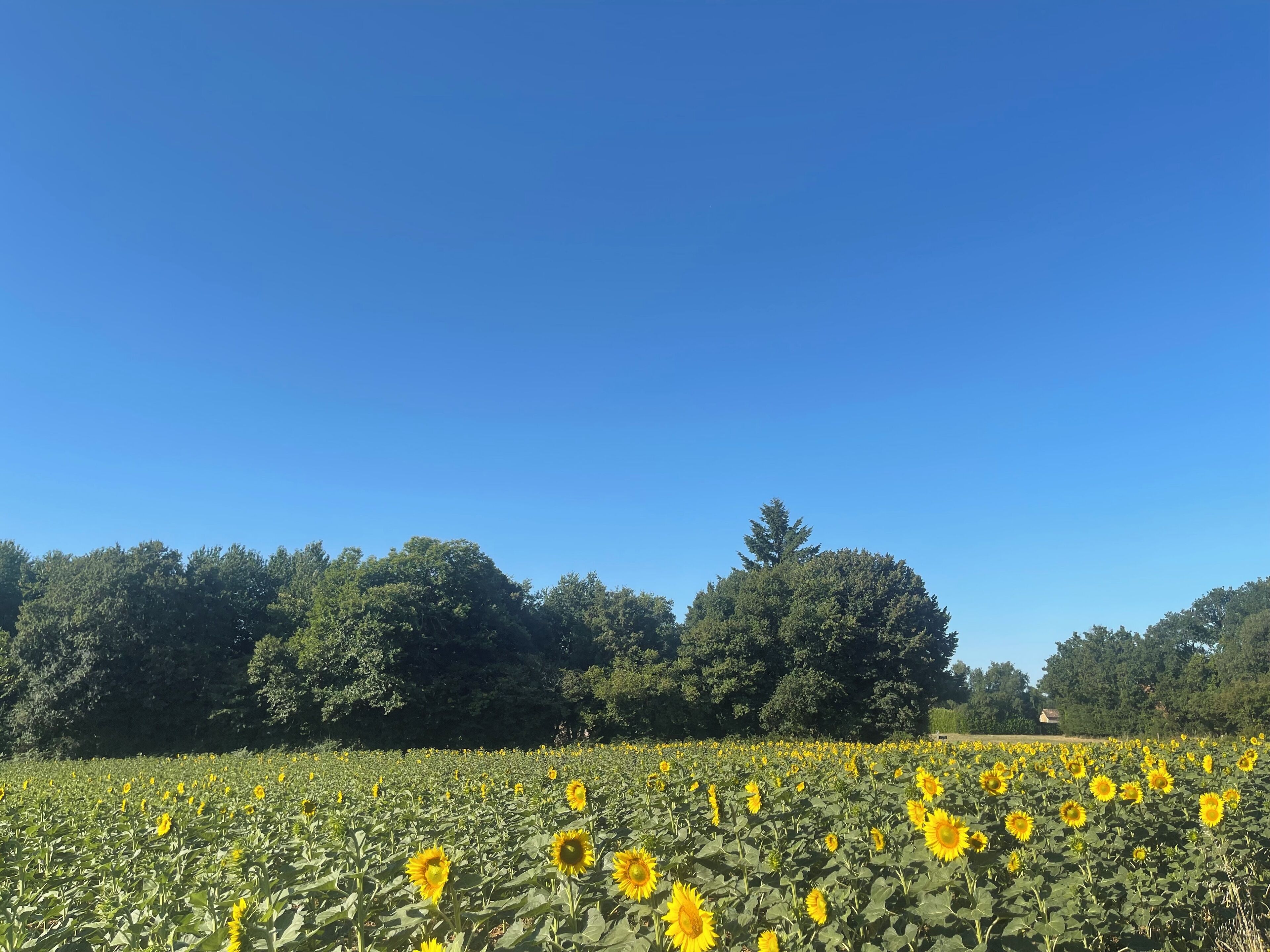 A field of sunflowers under a clear blue sky.