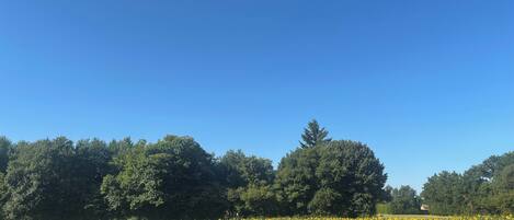 A field of sunflowers under a clear blue sky.