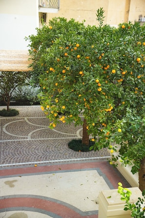 Garden - Villa Magnolia (Castellammare di Stabia)