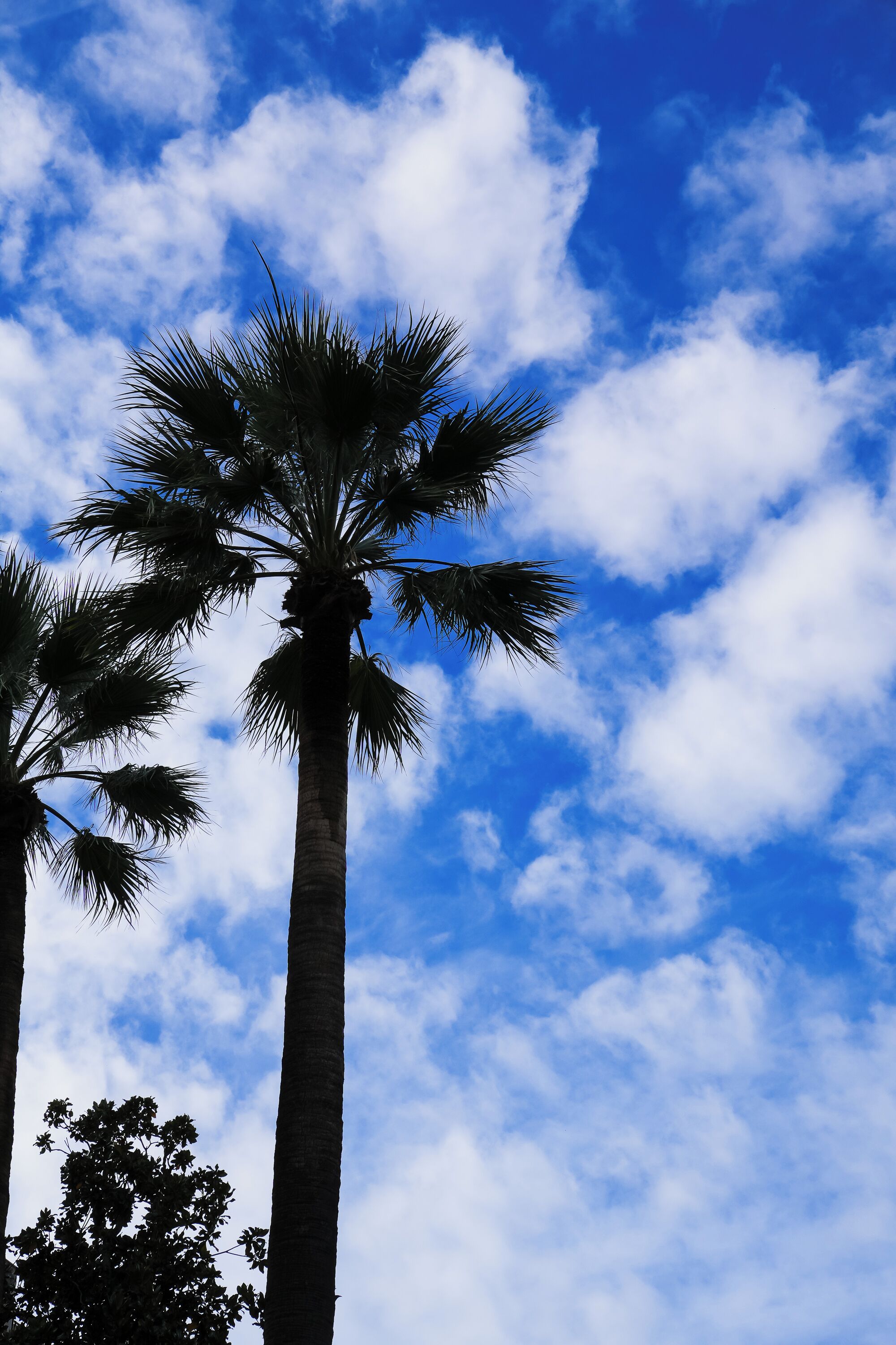 Tall palm trees against a blue sky with clouds.