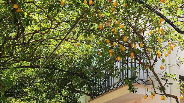 A building with a white facade, a gated entrance, and a balcony with hanging lemons. - Villa Magnolia (Castellammare di Stabia)