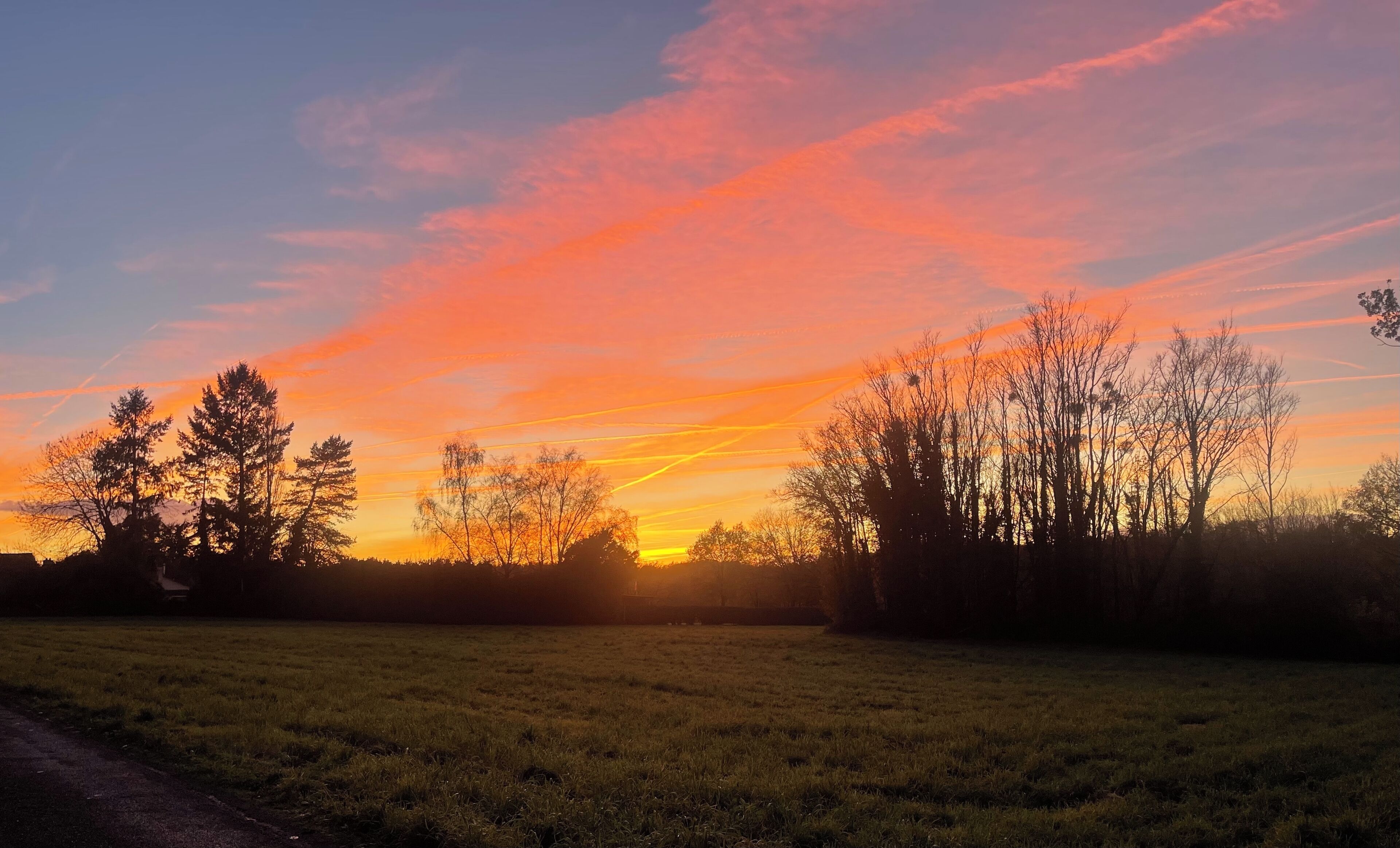 A sunset over a grassy field with trees silhouetted against the sky.