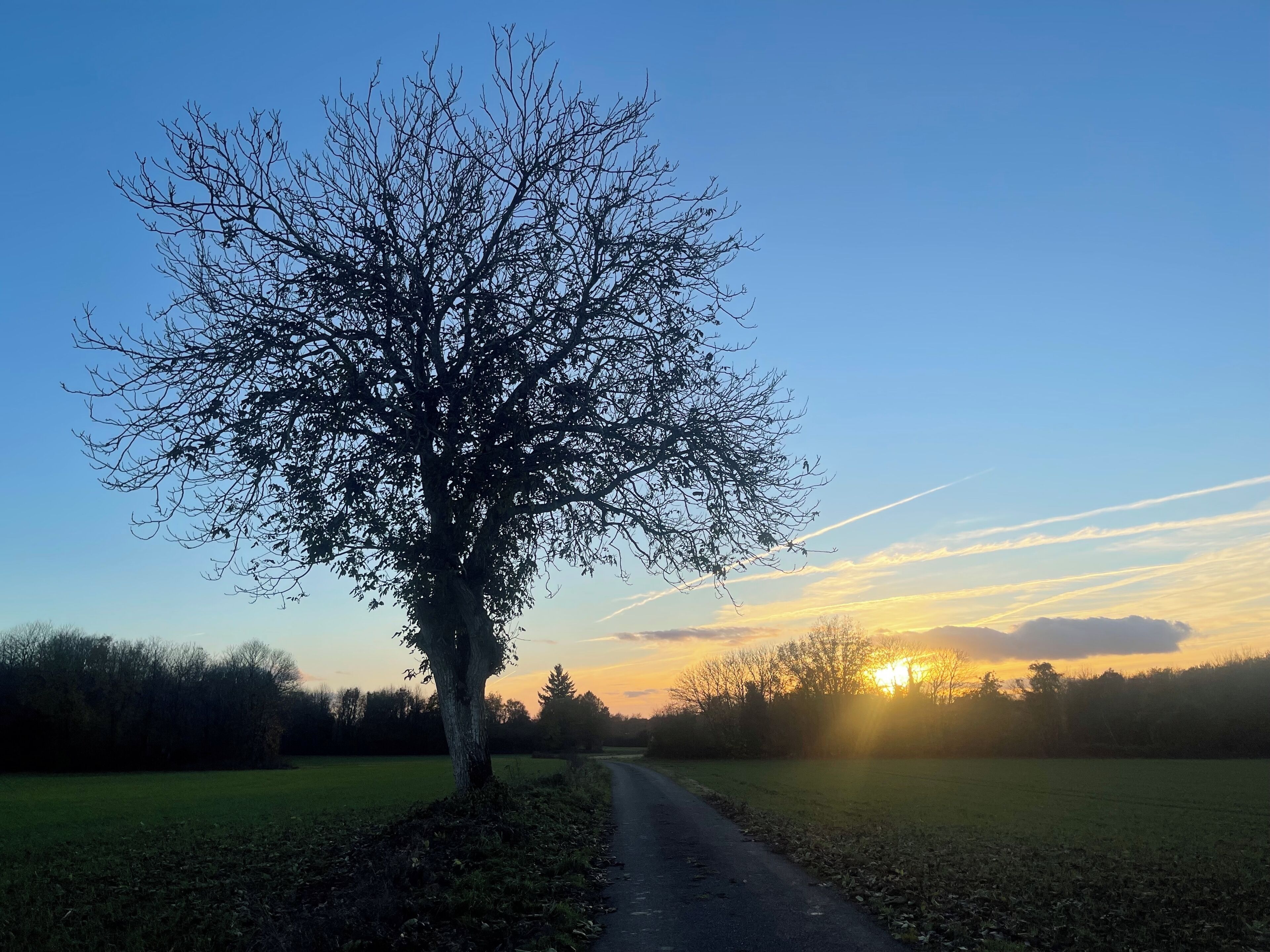 A rural road with a large tree on the left and a sunset in the background.