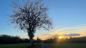 A rural road with a large tree on the left and a sunset in the background.