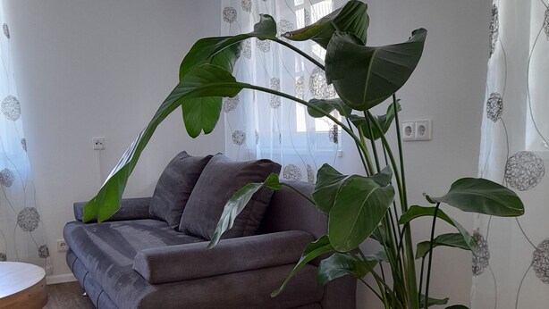Un salon avec un canapé gris, un plancher en bois et une plante en pot.