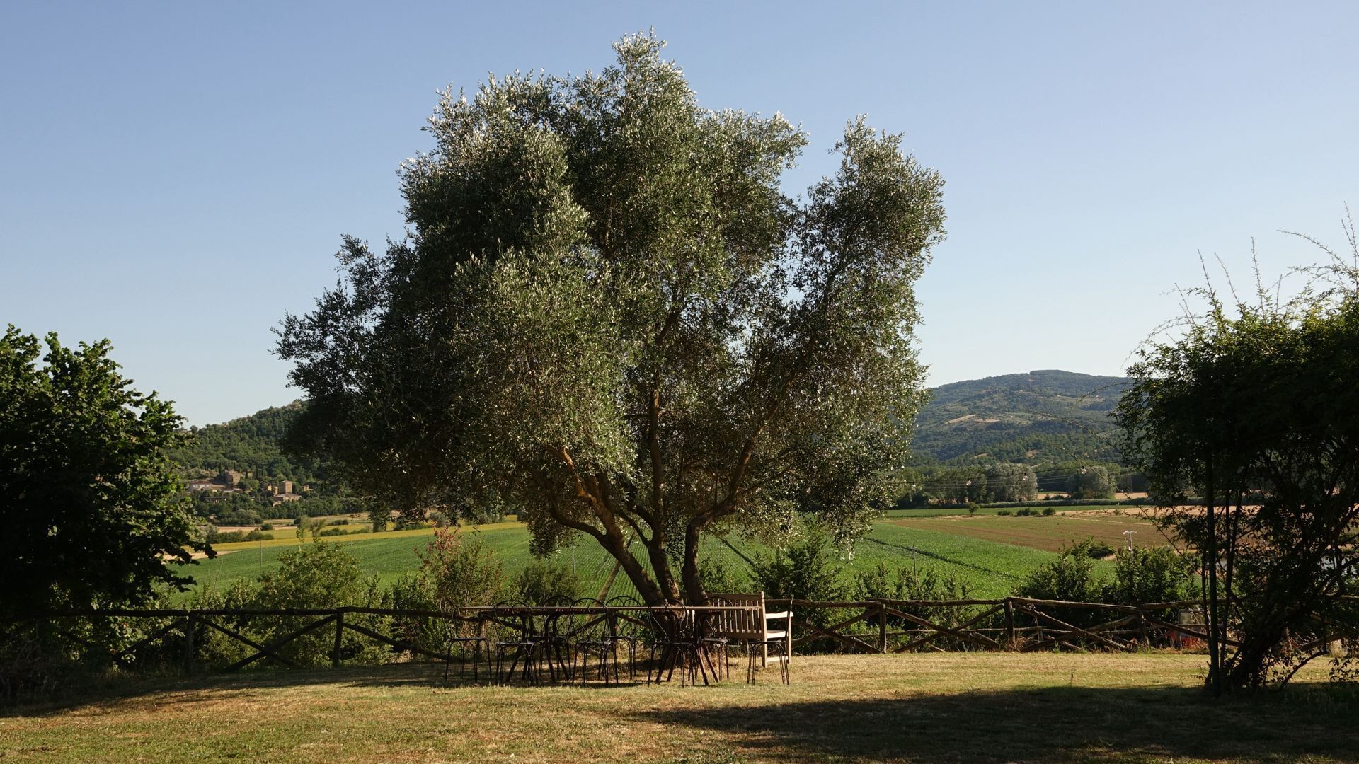 Un paisaje rural con un árbol grande, campos abiertos y una colina distante.