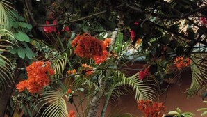 A courtyard with terracotta pots, a palm tree, and orange flowers. - Casa Arrona Oaxaca (Oaxaca)