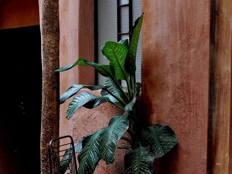 Una pequeña zona de estar al aire libre con una silla de metal y una planta en maceta.