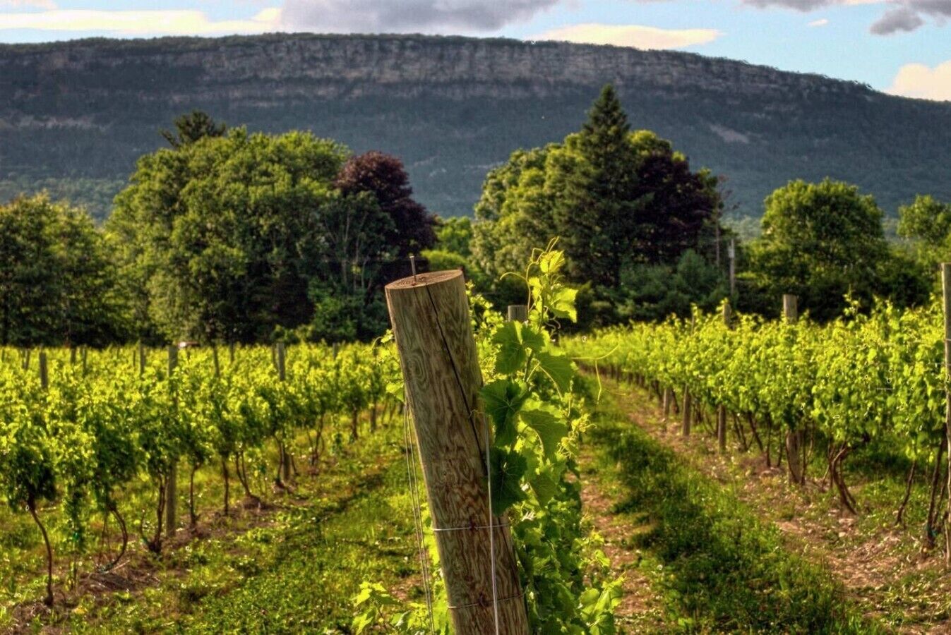 A vineyard with rows of grapevines and a wooden post in the foreground.