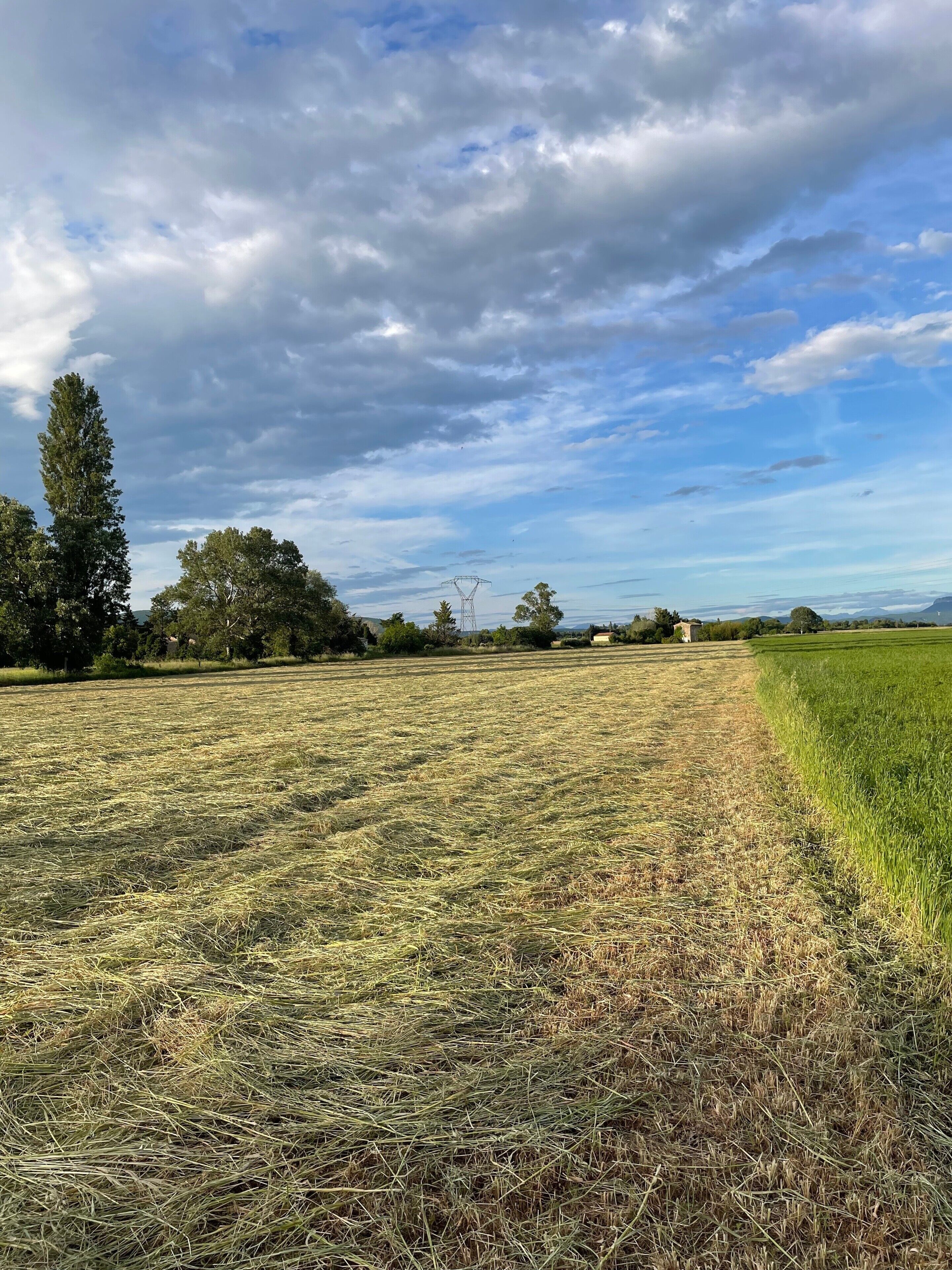 A rural landscape with a field, trees, and a clear sky.