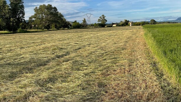 Un paysage rural avec un champ, des arbres et un ciel dégagé.