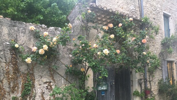 A rustic building with a stone wall, a wooden door, and a vine-covered wall with blooming roses. - Queen’s Room with Pool and Garden (Sauzet)