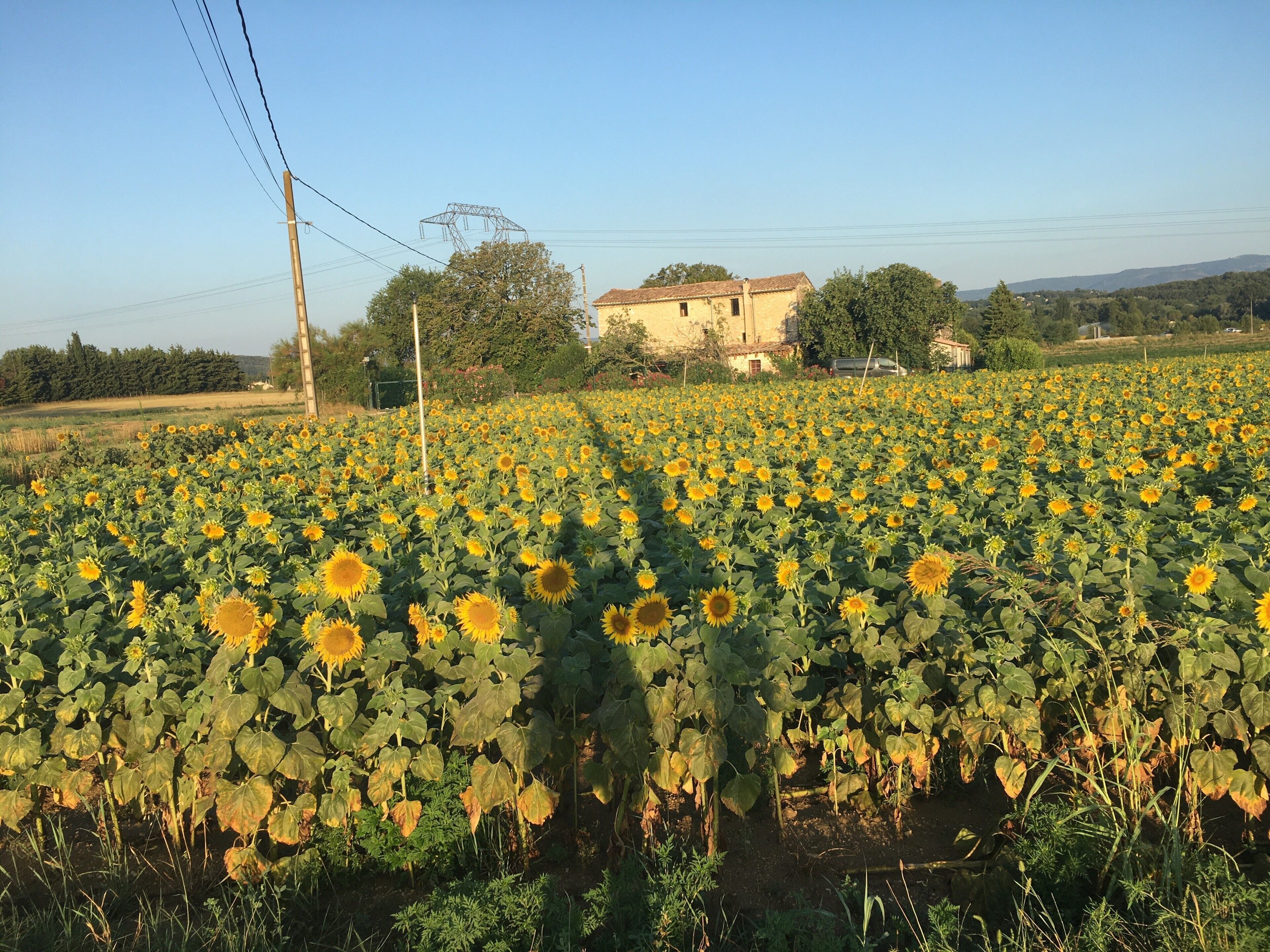 A sunflower field with a building in the background.