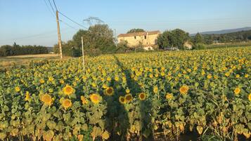 A sunflower field with a building in the background.