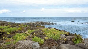 A rocky shoreline with seaweed and small plants, a calm sea, and a cloudy sky.