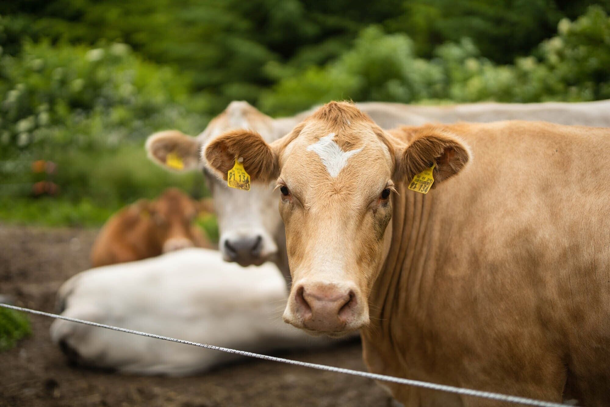 Primer plano de una vaca con etiqueta amarilla en la oreja, acostada sobre el suelo con un fondo verde desenfocado.