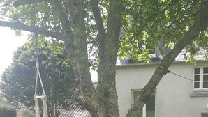 Un arbre dans une cour, avec une balançoire suspendue à ses branches.